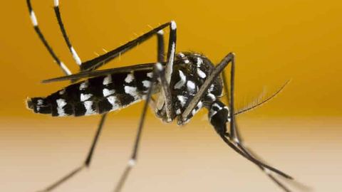 What are the differences between mosquitoes and tiger mosquitoes?
