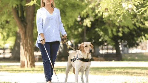 Focus on guide dogs for the blind
