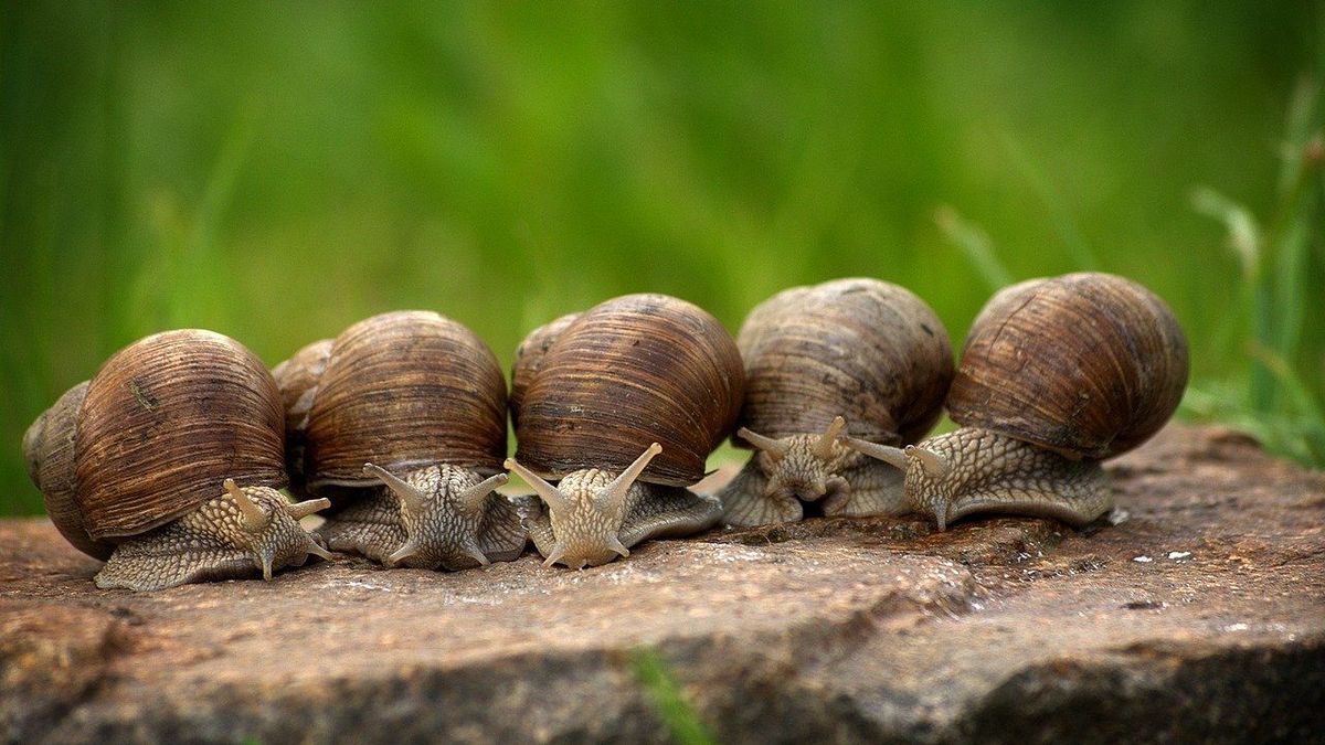 Discover the benefits of snail mucin
