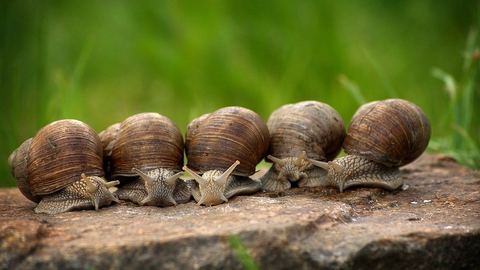 Descubre los beneficios de la mucina de caracol