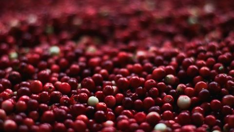 ¿Qué jugo de arándano elegir?