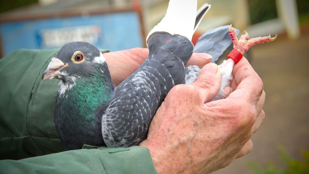 After four years of absence, the carrier pigeon finally returns to its breeder in Calvados.