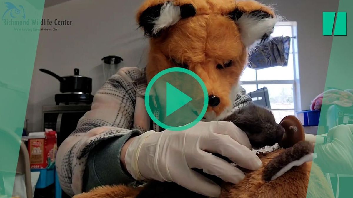 These veterinarians camouflage themselves as foxes to preserve the life of a newborn