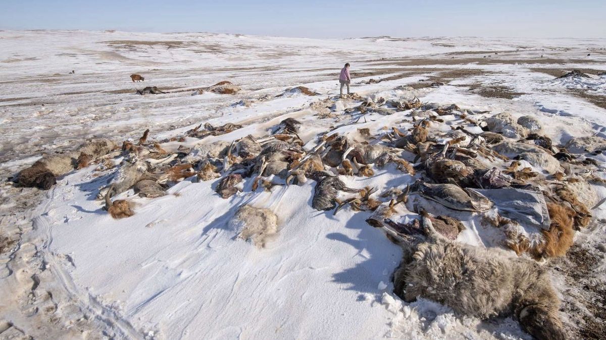 In Mongolia, a deadly winter decimates the herds of nomads