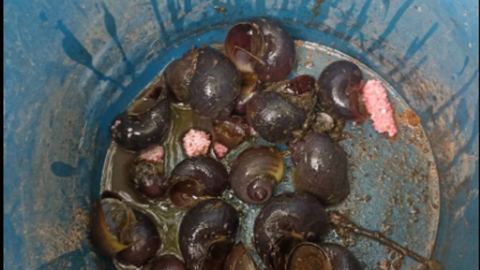 European biodiversity threatened by pink apple snail eggs