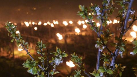 Risk of imminent loss of harvests for French and European orchards