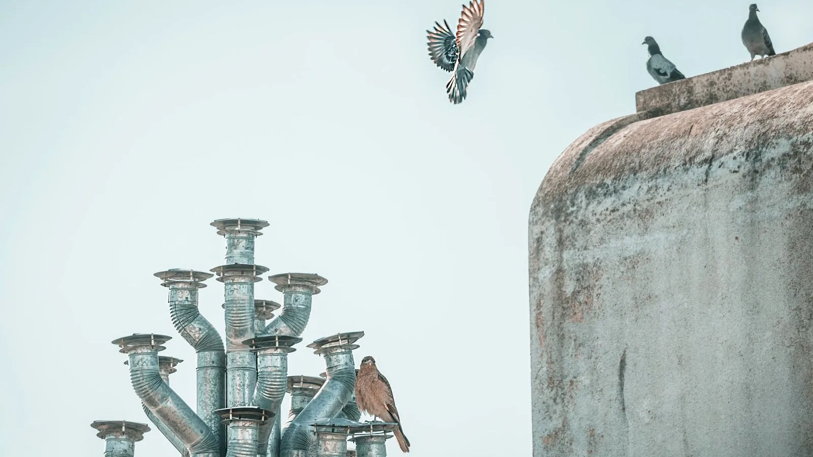 Pigeon posé sur les équipements métalliques d'une toiture
